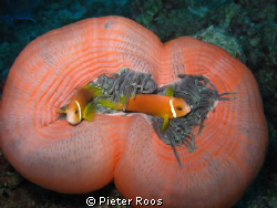 clownfish, mving around in there anamone by Pieter Roos 